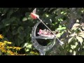 The butterfly feeder