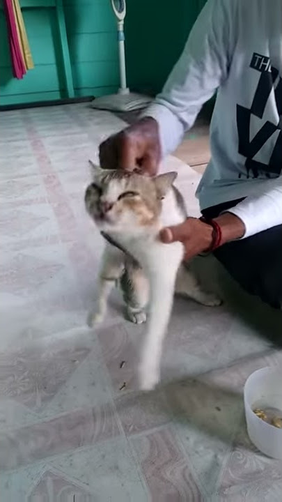 story wa kucing lucu
