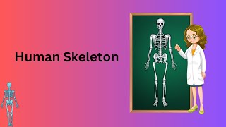 Human Skeleton l Skeletal system l Bones l Science Resimi