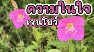 ความในใจ[ต้อม เรนโบว์]cover by RTครอบครัวjapan