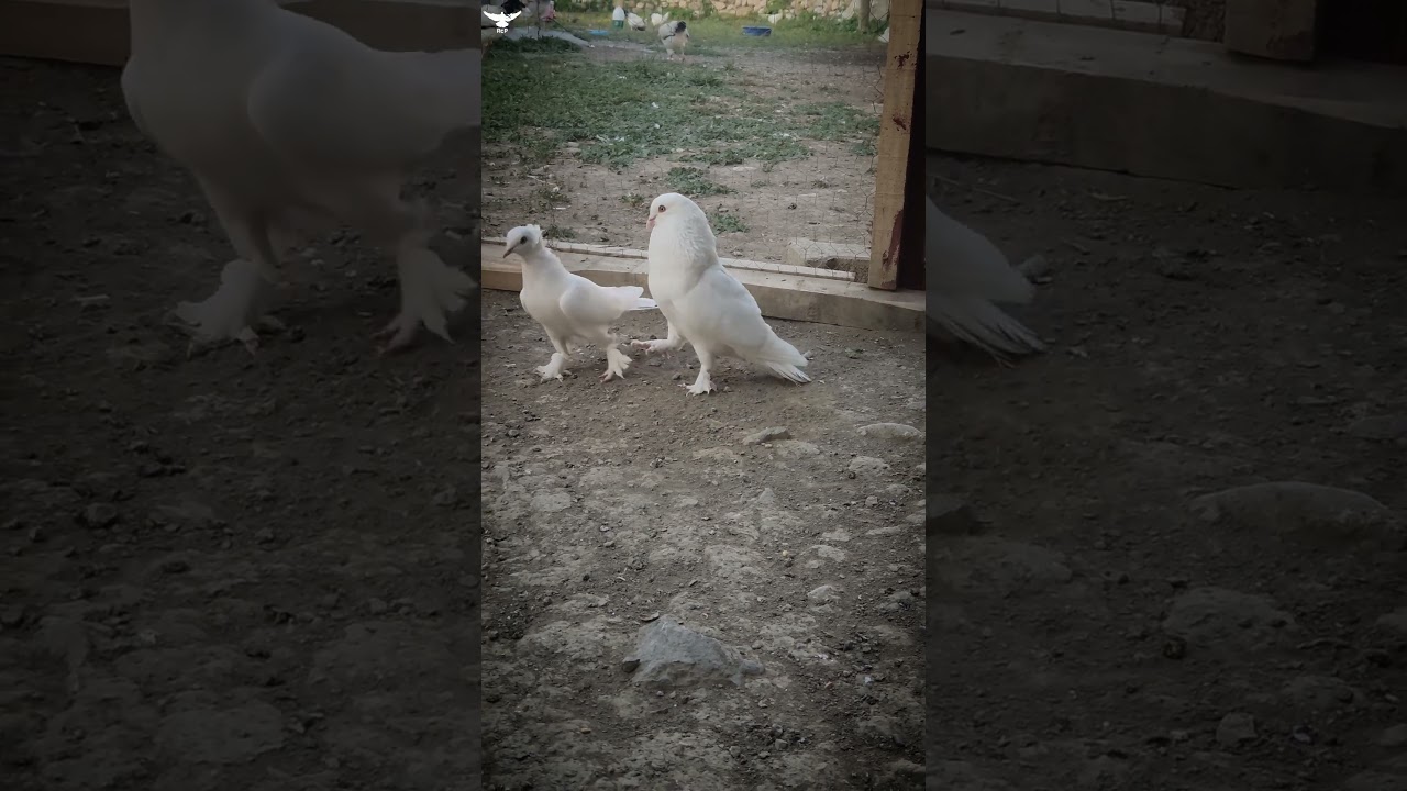 Süt beyaz Van güvercini 