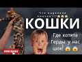 VLOG: Где Герда с котятами, ШОК😱, что натворила Анечка😱? Бенгальские кошки питомника Murbenmir❤️