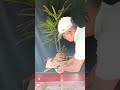 Lady palm indoor plant no cost home decor.
