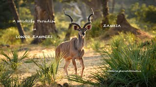 Lower Zambezi - Wildlife Paradise at sunset