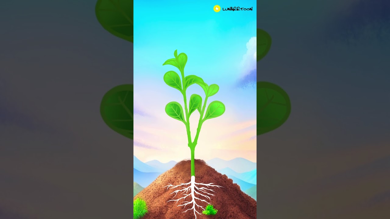 Tea tree growing time lapse 