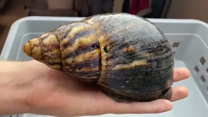 Largest Snail in The World Lifecycle Period