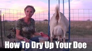 How To Dry Up Your Goat So They Stop Making Milk