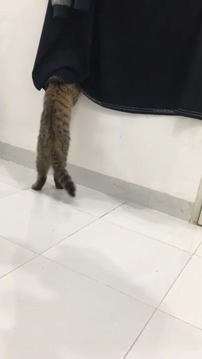 Kucing Intip 😂
