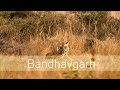 Bandhavgarh Nation Park | Jungle Safari to Magdhi Range