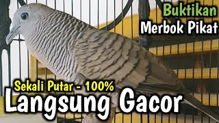 Pikat Merbok Kampung Gacor untuk Merbok Tandang Merbok Siam Merbok Malaysia