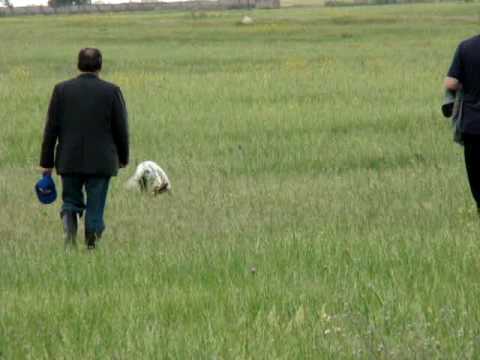 ochopintre.ge მესამე ხარისხზე