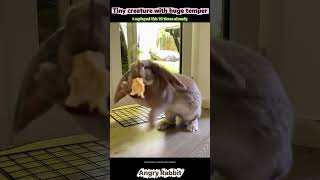 Angry Rabbits #rabbit #bunny #pets #petcare #petvideos #shorts