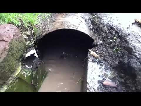 იწვიმა თუ არა, ეგრევე დახოცილი წიწილები სანიაღვრე არხში ჩაყარა.