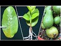 Secret of grow guava tree by leaf  dr plants x