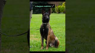Top 10 Guard Dogs Of All Time: The Ultimate Protector Breeds | Dog Protection