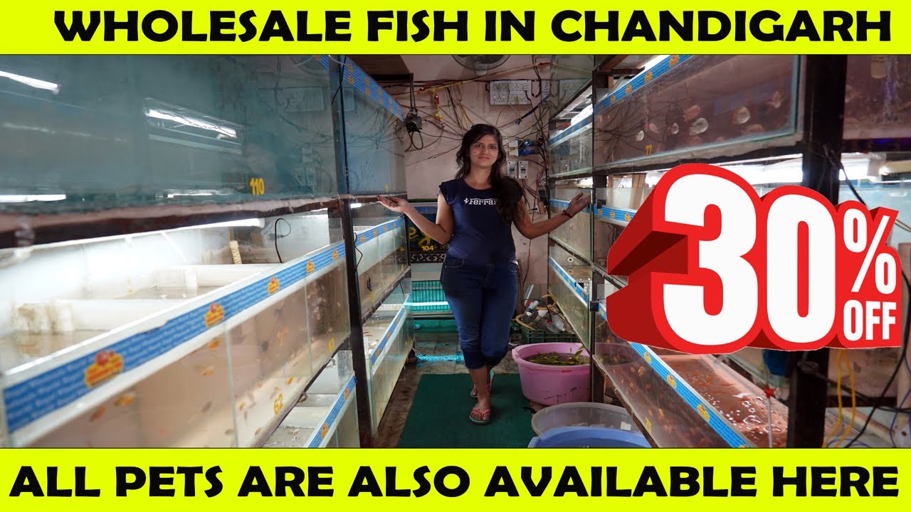 Fish Aquarium Wholesale Shop In Chandigarh Regal Fish Shop All