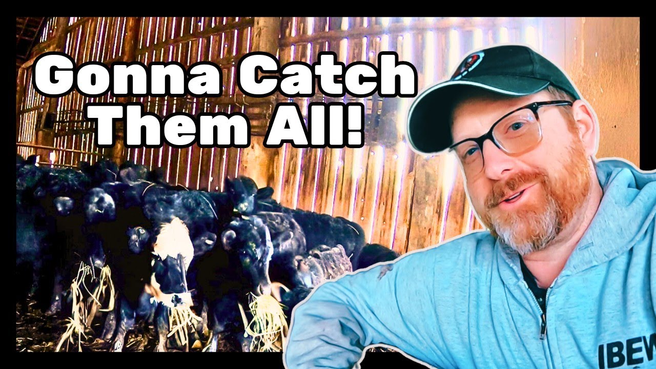 Behind the Scenes: Calf Wrangling 101.