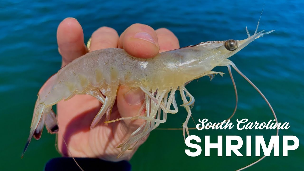 SHRIMPING in Charleston South Carolina