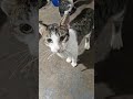 cats and dogs