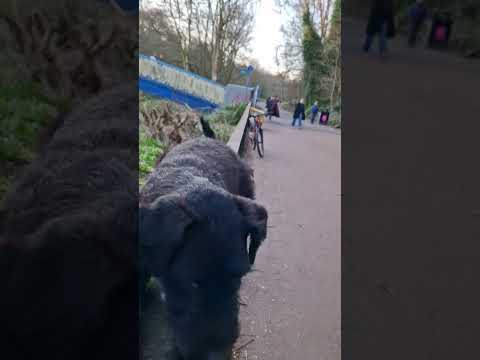Lying on the fence ain't easy.