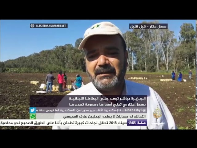 الجزيرة مباشر ترصد جني البطاطا اللبنانية بسهل عكار مع تدني أسعارها وصعوبة تصديرها