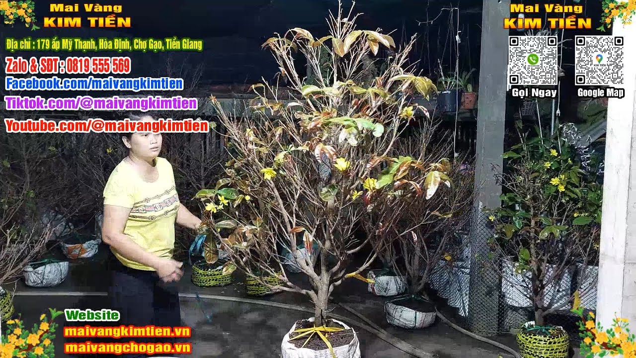 Phôi Mai Thủ Đức Giá Rẻ Bao Ship Bao Sống Toàn Quốc - Mai Vàng Kim Tiền Chợ Gạo