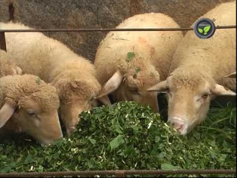 Video: And The Sheep Are Fed