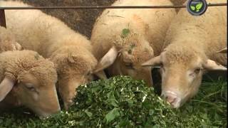 Feed and Fodder Management in Stall Fed Sheep and Feed Composition