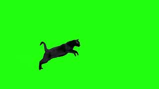Green Screen Animais Gato 39 | Cat - Chroma Key
