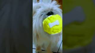#lunapet