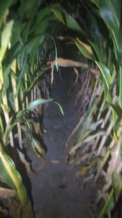 KORN WHILST WE RUN THROUGH CORN 🌽🤟 #korn #corn #funny #fyp #viralvideos