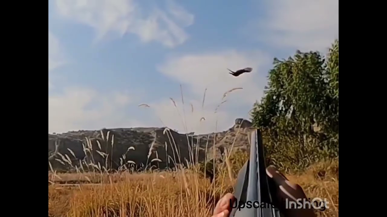 PARTRIDGE TEETAR HUNTING IN PAKISTAN 2022