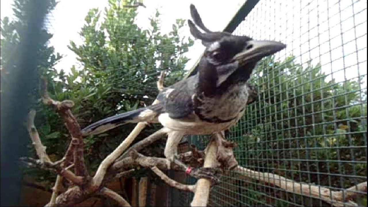 Black-throated Magpie-Jay TAKE MY CAM !!! 