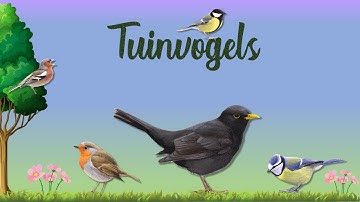 Tuinvogels | Wat leeft er in je eigen tuin?