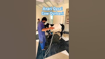 Cow Qurbani Eid ul Adha 2025 #cow #eid #qurbani #eidaladha #eiduladha