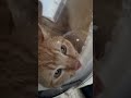 去勢手術後嘔吐して悲しい声で鳴く猫