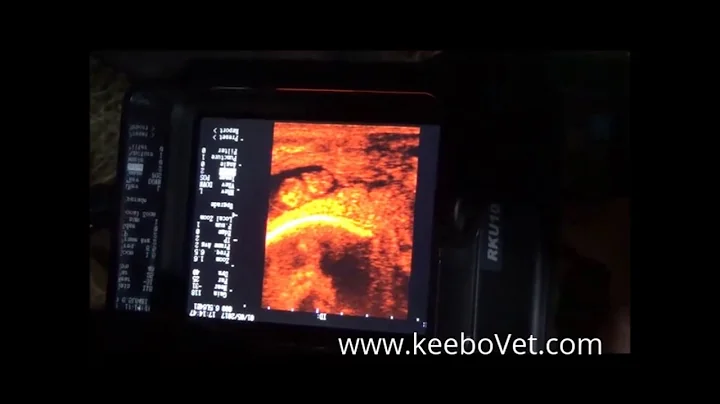 Diagnosing Cow Pregnancy of 47 days with RKU-10 Ultrasound Scanner