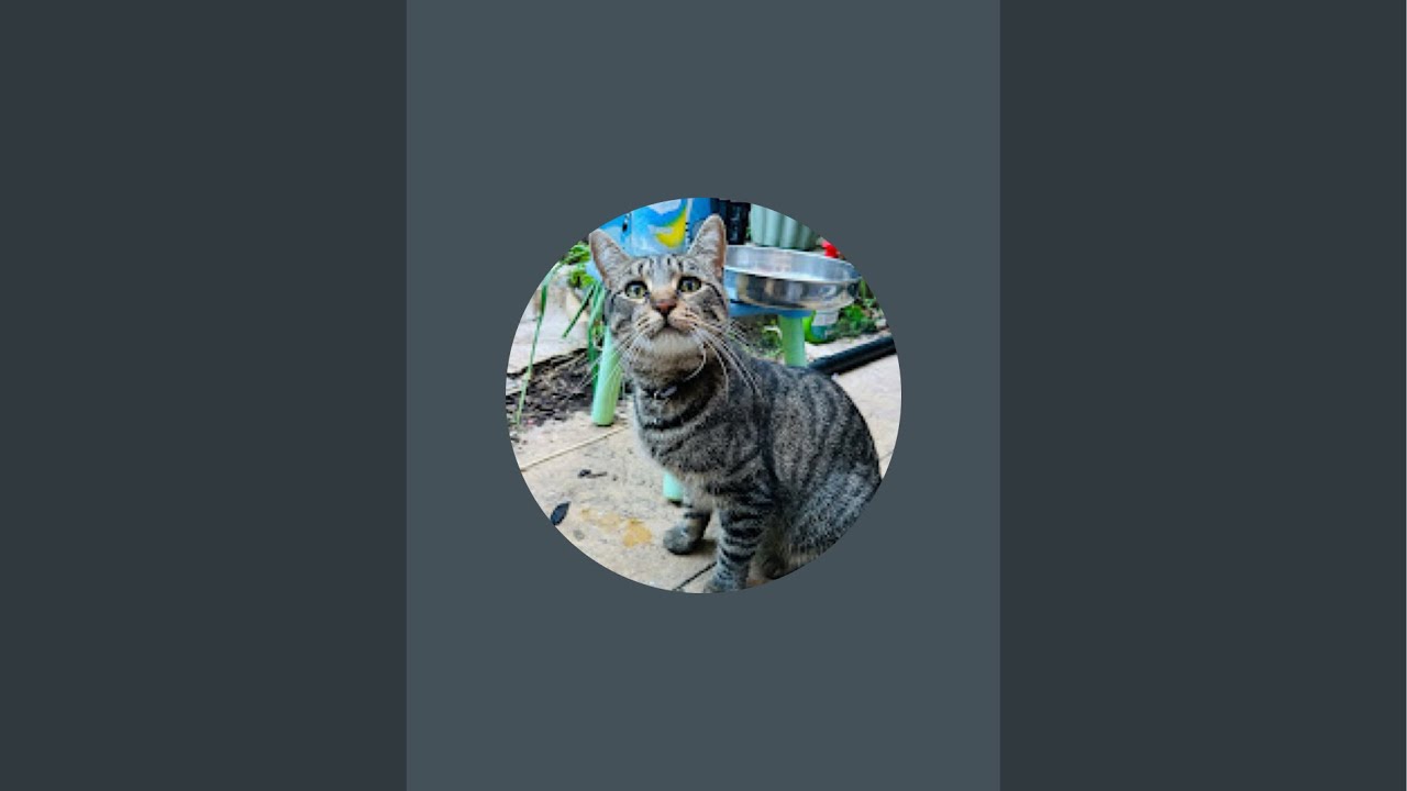 Claw and Order is live