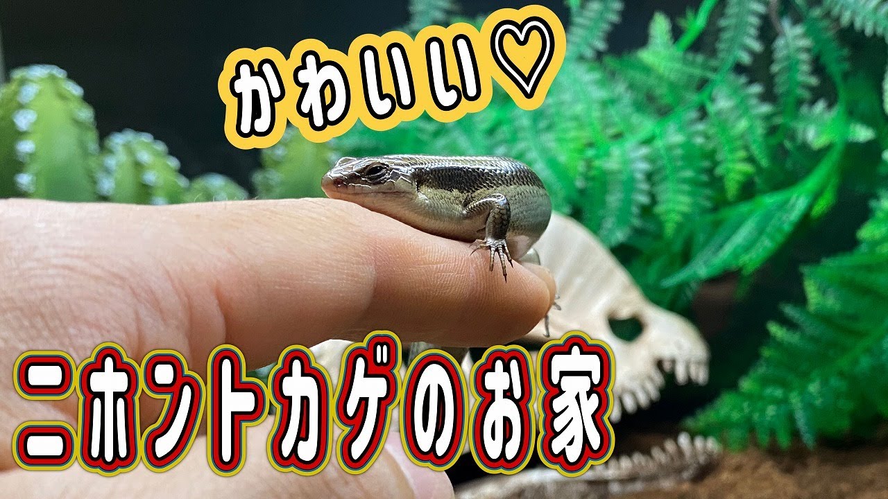 これがニホントカゲの飼育環境！！飼う前の準備