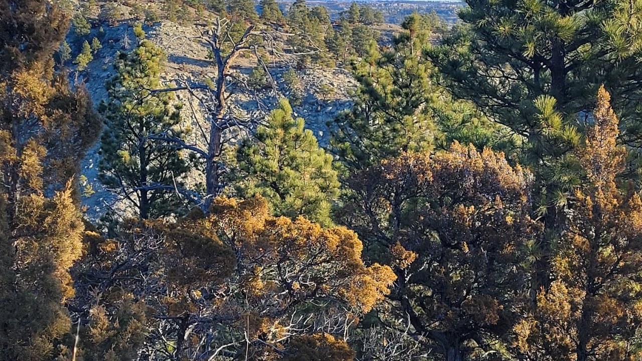 Last Turkey Hunting trip of the year