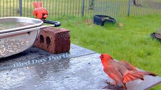 What's Happening with Red Northern Cardinals?