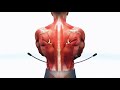 Bodyblade® Muscle Animation