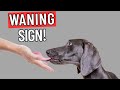 Dog Trainer Reveals: 7 Signs Your Dog Is Emotionally Pulling Away
