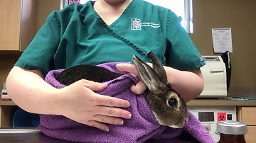 How to give your rabbit an injection