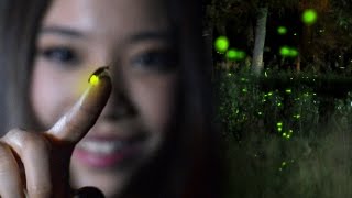 FIREFLIES Time Lapse  Lightning Bugs at Twilight