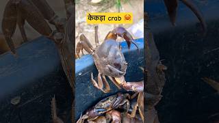 food crab ? seafood crab recipe