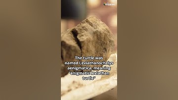 Car-sized dinosaur-era sea turtle unearthed in Spain | The Federal