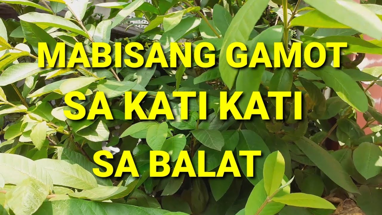 Mga Halamang Gamot Sa Tagulabay