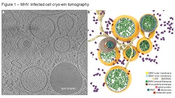 A molecular pore spans the double membrane of the coronavirus replication organelle"
