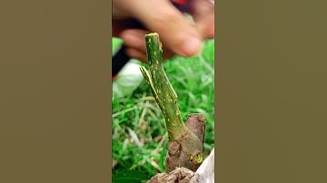 Easy grafting techniques for persimmon plant best method #persimmon #satisfying #nature #shorts